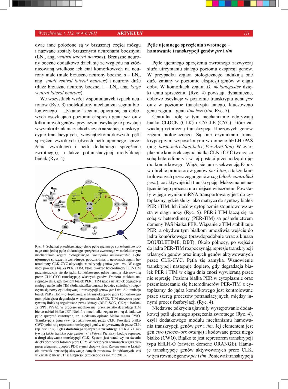 small ventral lateral neurons) i neurony duże (duże brzuszne neurony boczne, l LN v, ang. large ventral lateral neurons). We wszystkich wyżej wspomnianych typach neuronów (Ryc.