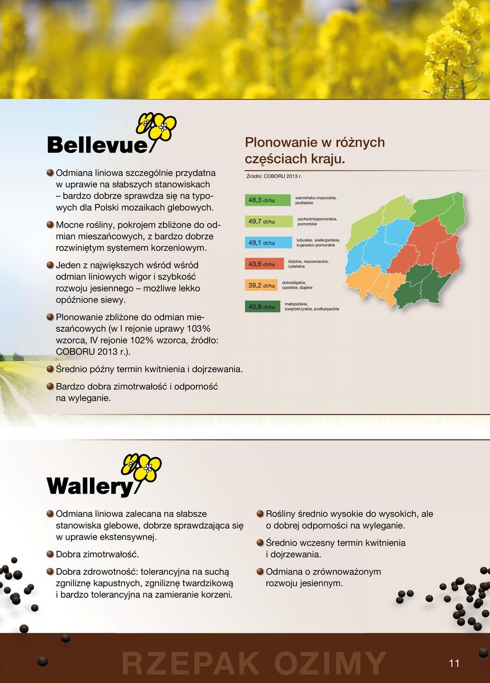 48,3 dt/ha 49,7 dt/ha 49,1 dt/ha warmińsko-mazurskie, podlaskie zachodniopomorskie, pomorskie lubuskie, wielkopolskie, kujawsko-pomorskie Jeden z największych wśród wśród odmian liniowych wigor i