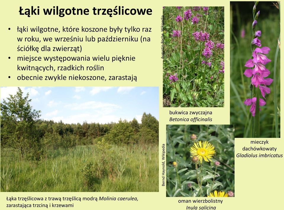 roślin obecnie zwykle niekoszone, zarastają bukwica zwyczajna Betonica officinalis mieczyk dachówkowaty Gladiolus