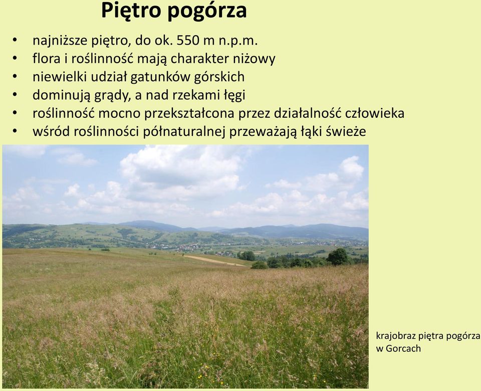 flora i roślinnośd mają charakter niżowy niewielki udział gatunków górskich