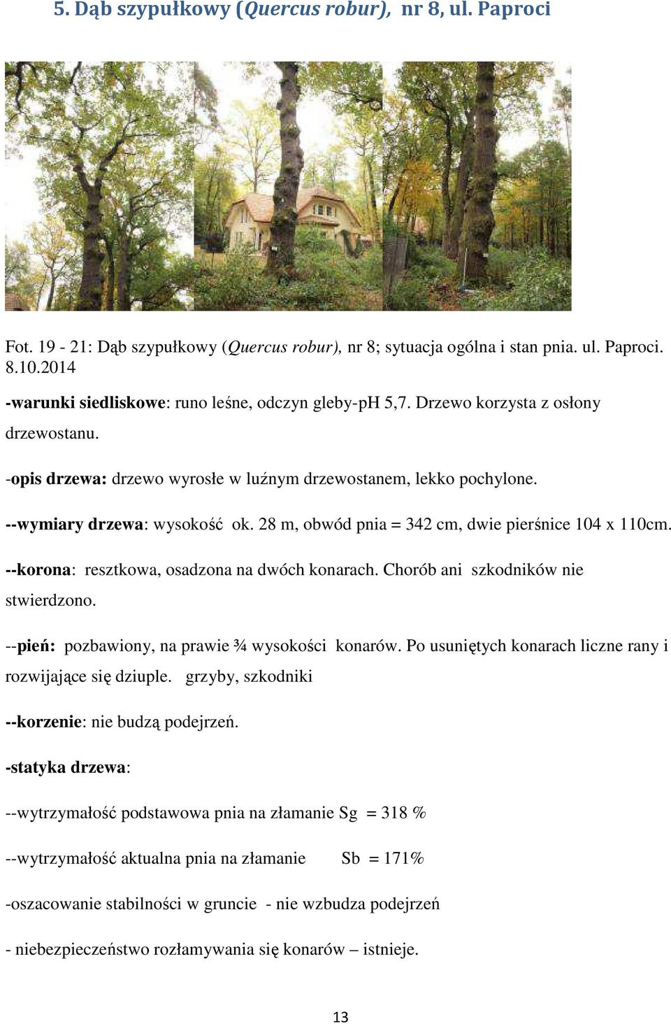 28 m, obwód pnia = 342 cm, dwie pierśnice 104 x 110cm. --korona: resztkowa, osadzona na dwóch konarach. Chorób ani szkodników nie stwierdzono. --pień: pozbawiony, na prawie ¾ wysokości konarów.