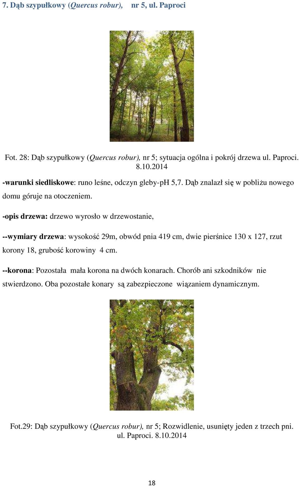 -opis drzewa: drzewo wyrosło w drzewostanie, --wymiary drzewa: wysokość 29m, obwód pnia 419 cm, dwie pierśnice 130 x 127, rzut korony 18, grubość korowiny 4 cm.