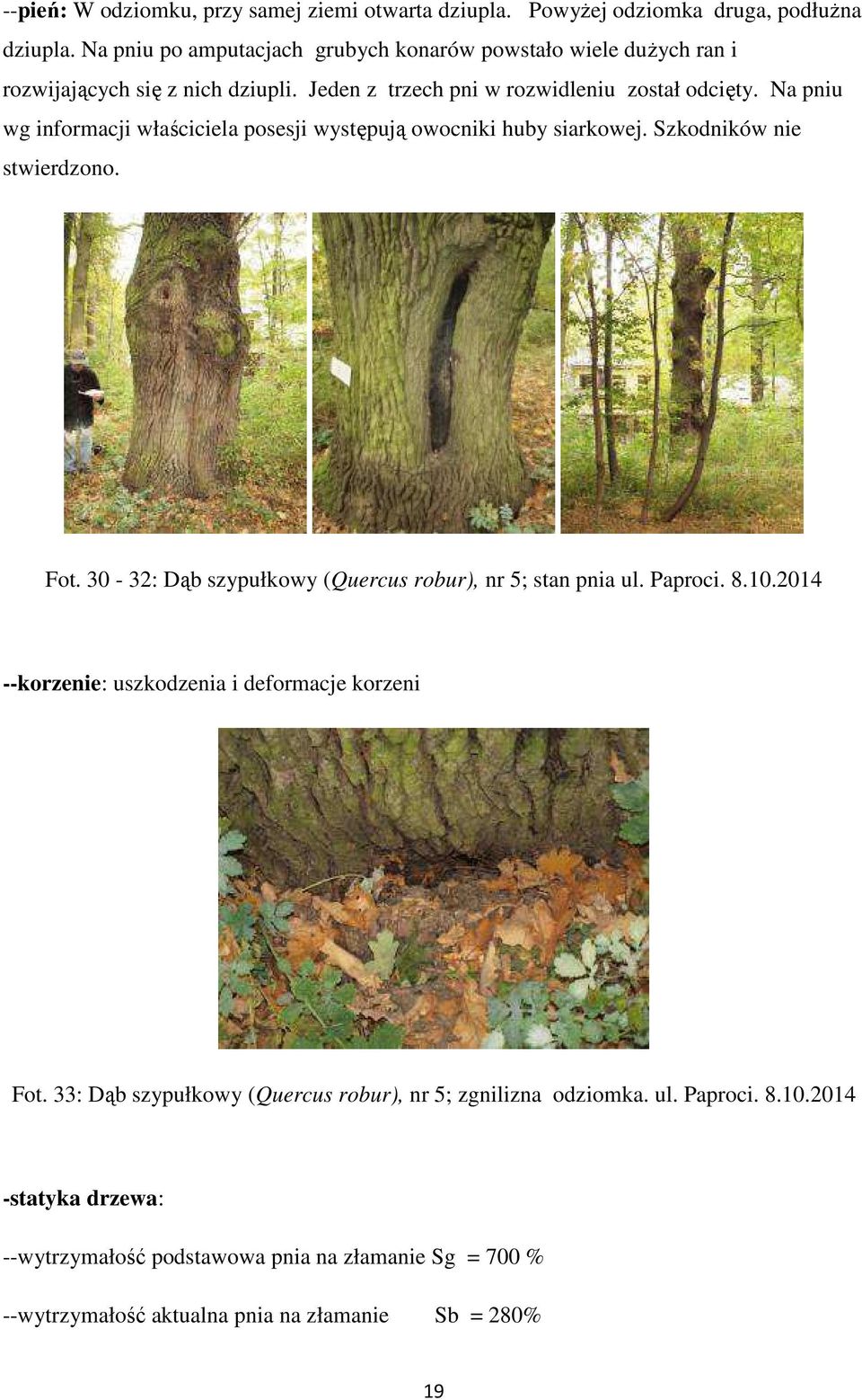 Na pniu wg informacji właściciela posesji występują owocniki huby siarkowej. Szkodników nie stwierdzono. Fot. 30-32: Dąb szypułkowy (Quercus robur), nr 5; stan pnia ul.