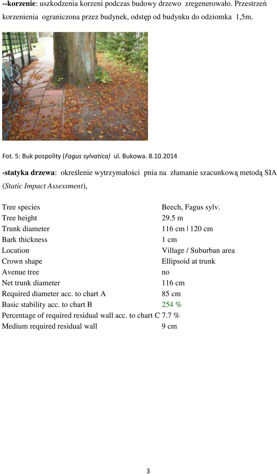 2014 -statyka drzewa: określenie wytrzymałości pnia na złamanie szacunkową metodą SIA (Static Impact Assessment), Tree species Beech, Fagus sylv. Tree height 29.