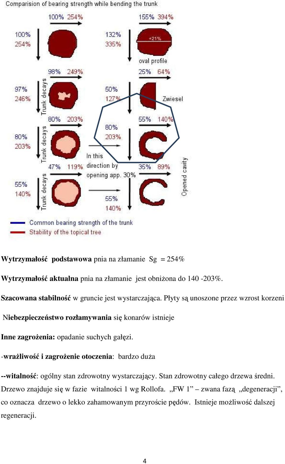 Płyty są unoszone przez wzrost korzeni Niebezpieczeństwo rozłamywania się konarów istnieje Inne zagrożenia: opadanie suchych gałęzi.