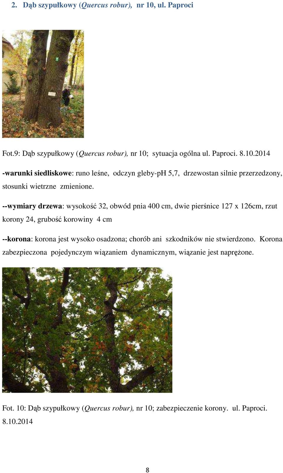 sytuacja ogólna ul. Paproci. 8.10.2014 -warunki siedliskowe: runo leśne, odczyn gleby-ph 5,7, drzewostan silnie przerzedzony, stosunki wietrzne zmienione.