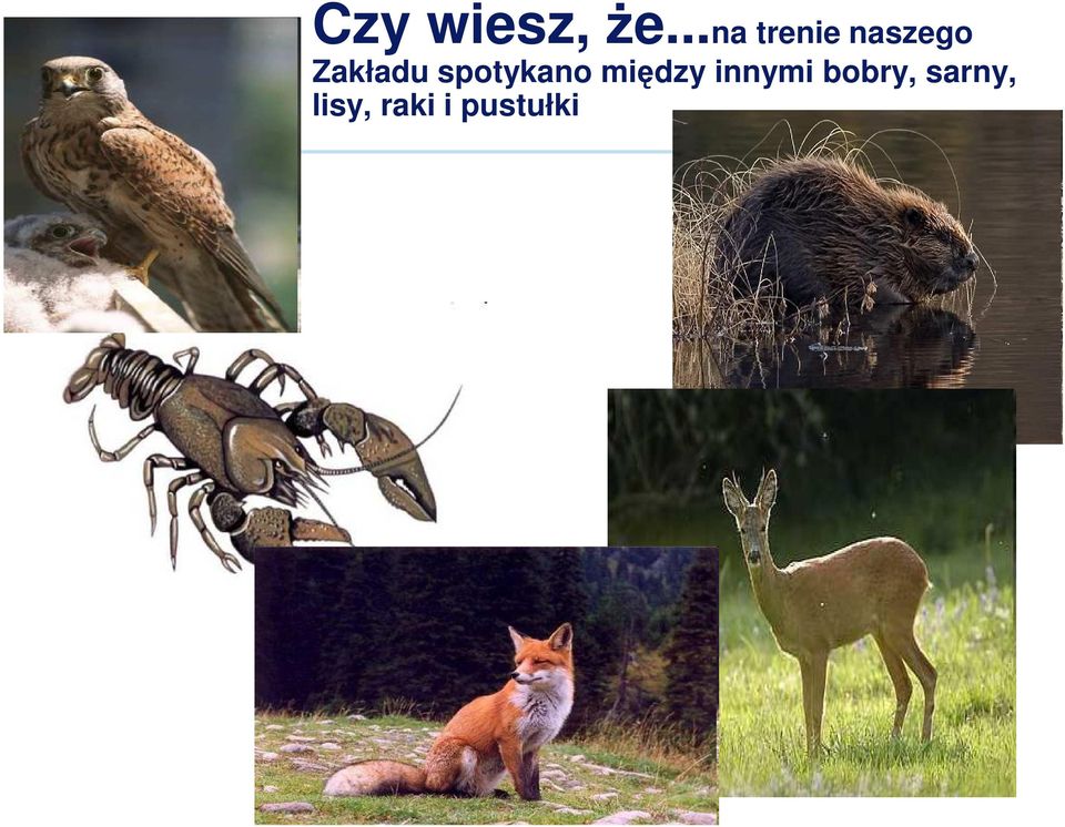 Zakładu spotykano między