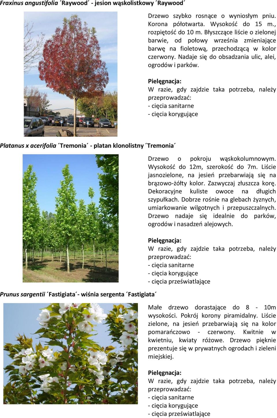 Platanus x acerifolia Tremonia - platan klonolistny Tremonia Prunus sargentii Fastigiata - wiśnia sergenta Fastigiata Drzewo o pokroju wąskokolumnowym. Wysokość do 12m, szerokość do 7m.