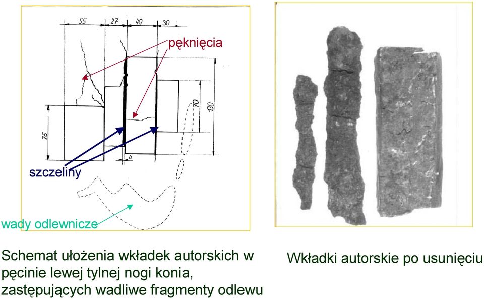 tylnej nogi konia, zastępujących wadliwe