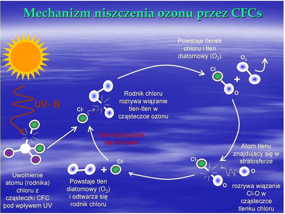 cząsteczki CFC pod wpływem UV + Powstaje tlen diatomowy ( 2 ) i odtwarza się rodnik chloru Cykl