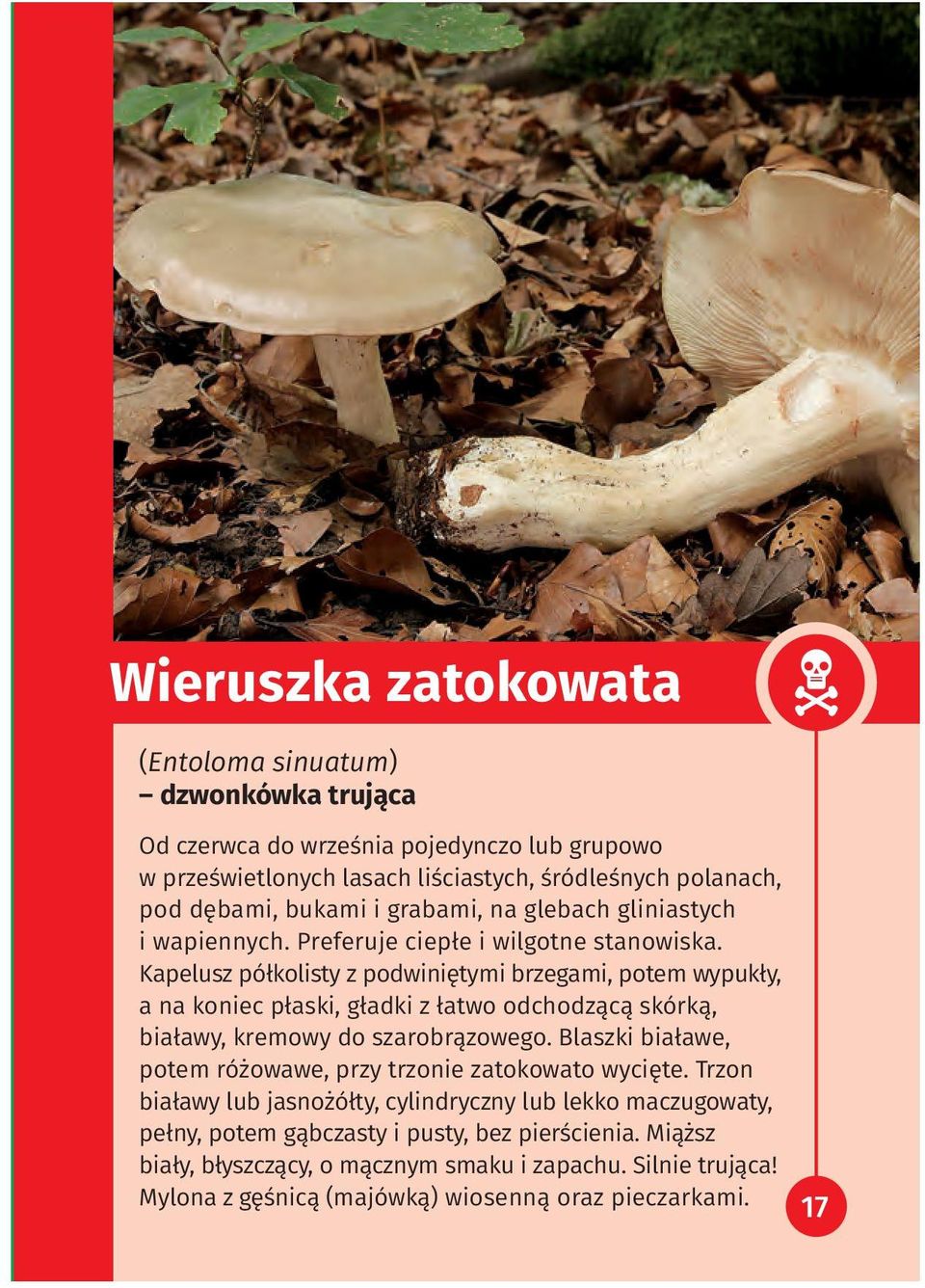 Kapelusz półkolisty z podwiniętymi brzegami, potem wypukły, a na koniec płaski, gładki z łatwo odchodzącą skórką, białawy, kremowy do szarobrązowego.