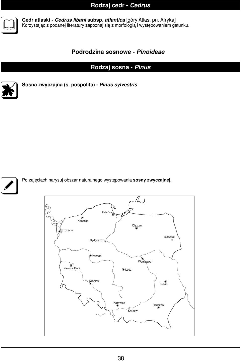 Podrodzina sosnowe - Pinoideae Rodzaj sosna - Pinus Sosna zwyczajna (s.