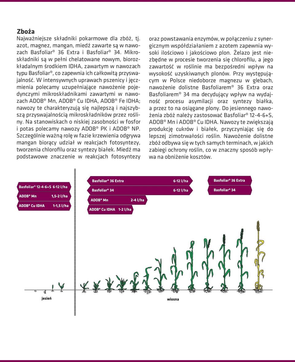 W intensywnych uprawach pszenicy i jęczmienia polecamy uzupełniające nawożenie pojedynczymi mikroskładnikami zawartymi w nawozach ADOB Mn, ADOB Cu IDHA, ADOB Fe IDHA; nawozy te charakteryzują się
