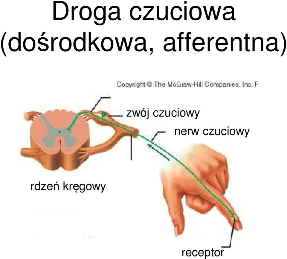 afferentna) zwój