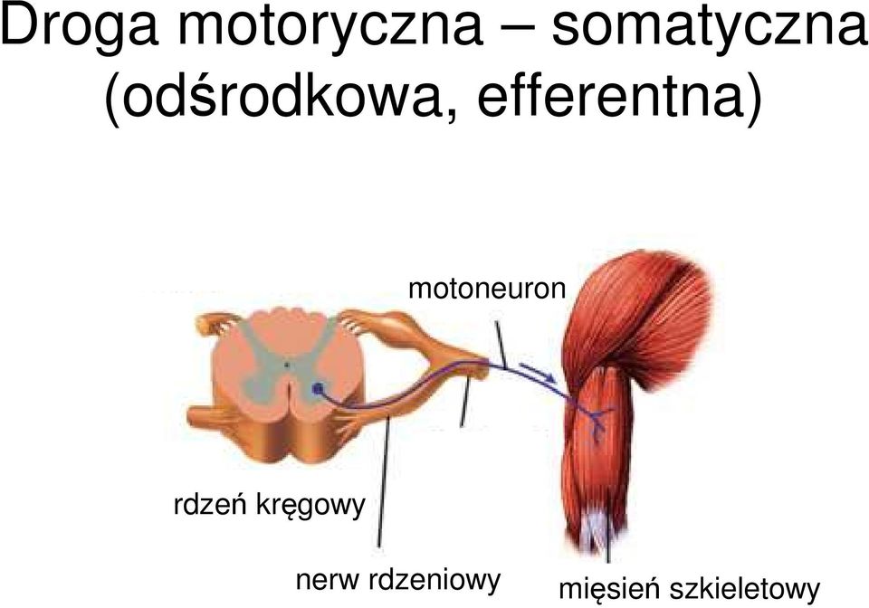 motoneuron rdzeń kręgowy