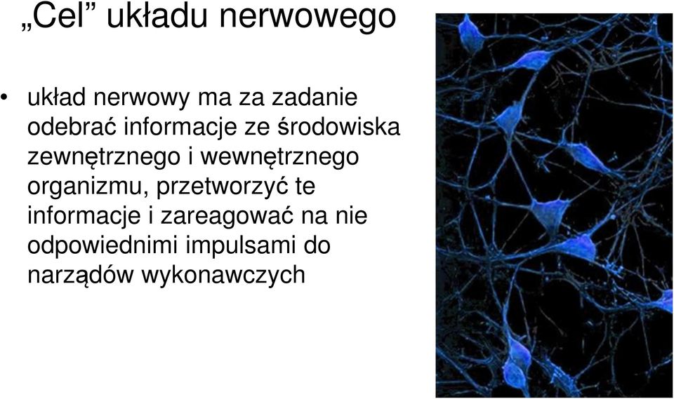 wewnętrznego organizmu, przetworzyć te informacje i