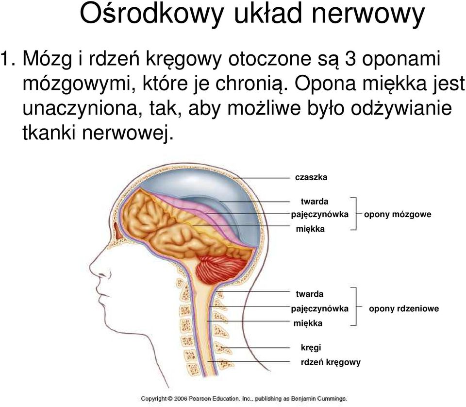 Opona miękka jest unaczyniona, tak, aby możliwe było odżywianie tkanki