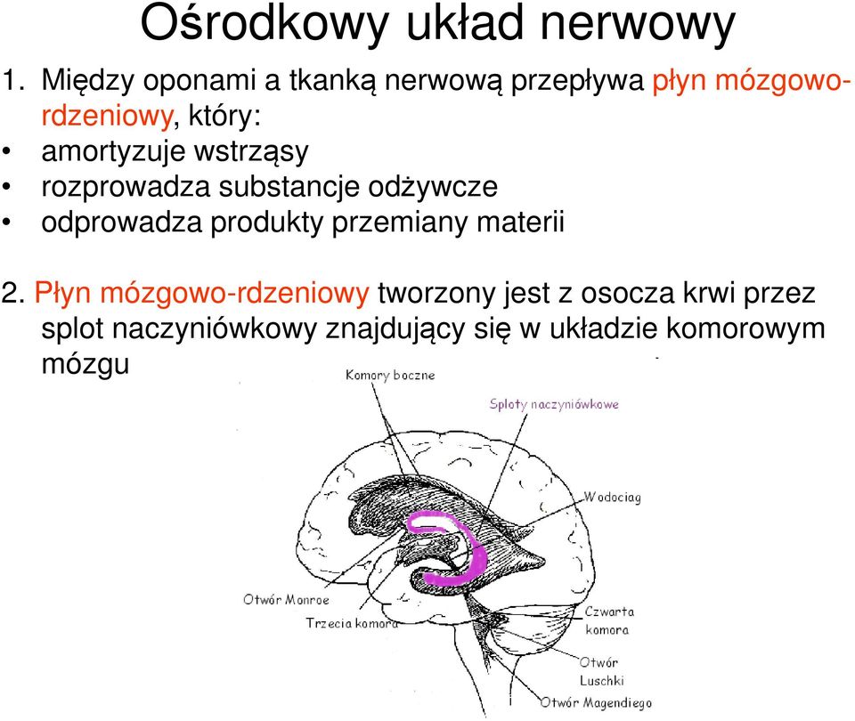 amortyzuje wstrząsy rozprowadza substancje odżywcze odprowadza produkty