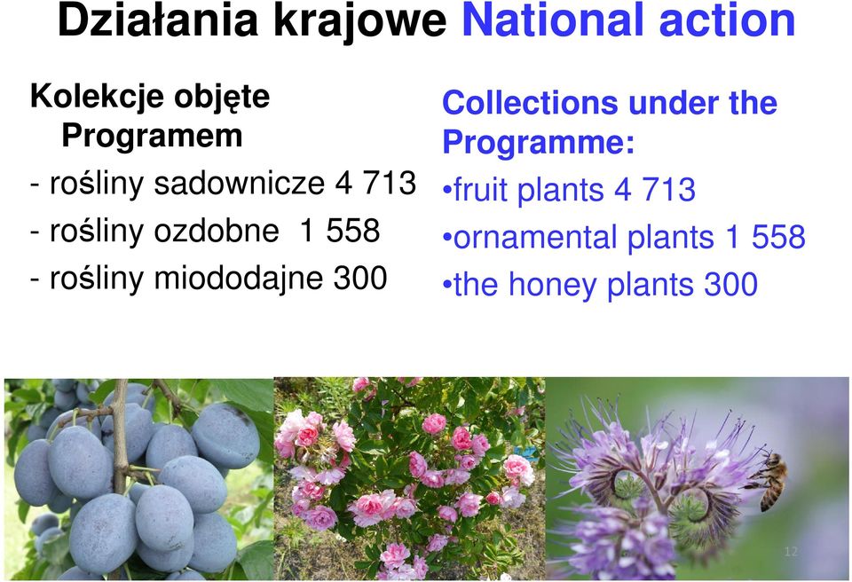 558 - rośliny miododajne 300 Collections under the