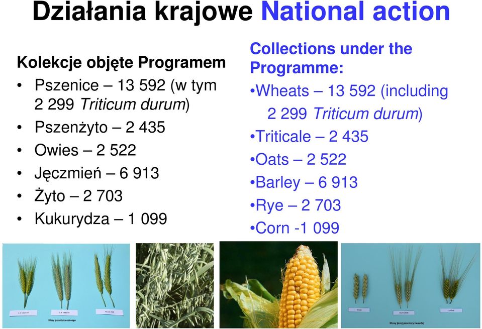 Kukurydza 1 099 Collections under the Programme: Wheats 13 592 (including 2 299