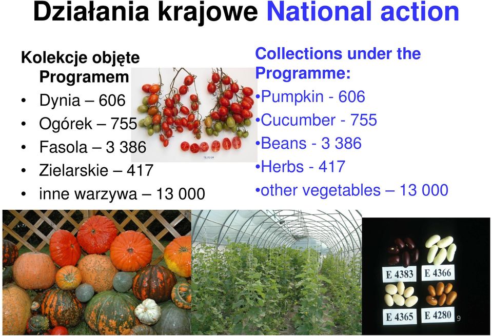 warzywa 13 000 Collections under the Programme: Pumpkin -