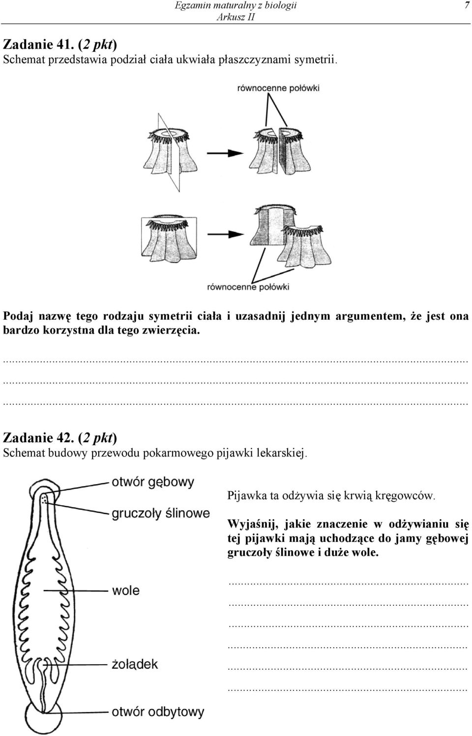 Zadanie 42. (2 pkt) Schemat budowy przewodu pokarmowego pijawki lekarskiej. Pijawka ta odżywia się krwią kręgowców.