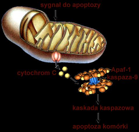 APOPTOZA w regulacji rozwoju apoptoza formuje palce kontrolowane