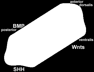 POLE morfogenetyczne gradienty morfogenów w cewce nerwowej Hans