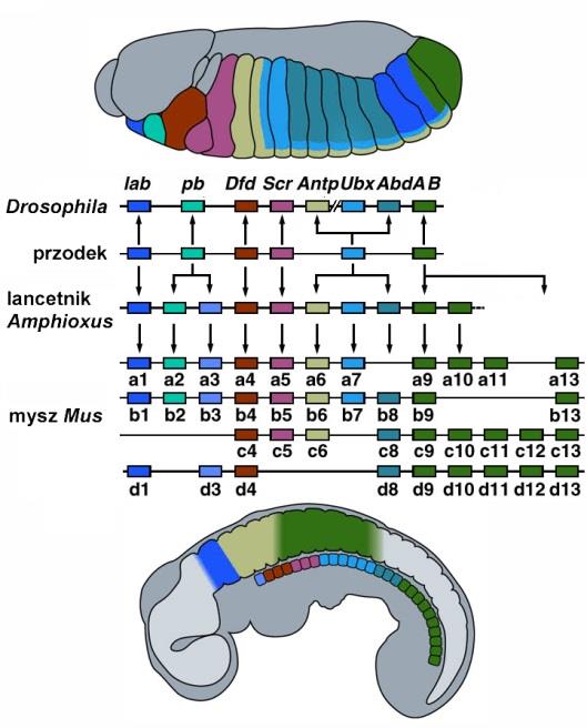 geny homeotyczne muchy i myszy są homologiczne miał je ostatni