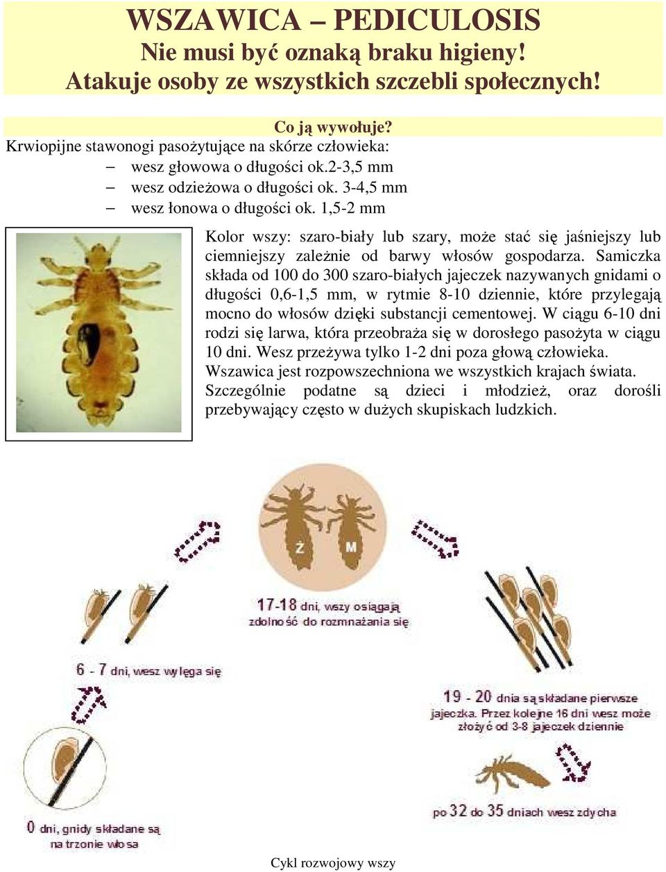 1,5-2 mm Kolor wszy: szaro-biały lub szary, moŝe stać się jaśniejszy lub ciemniejszy zaleŝnie od barwy włosów gospodarza.