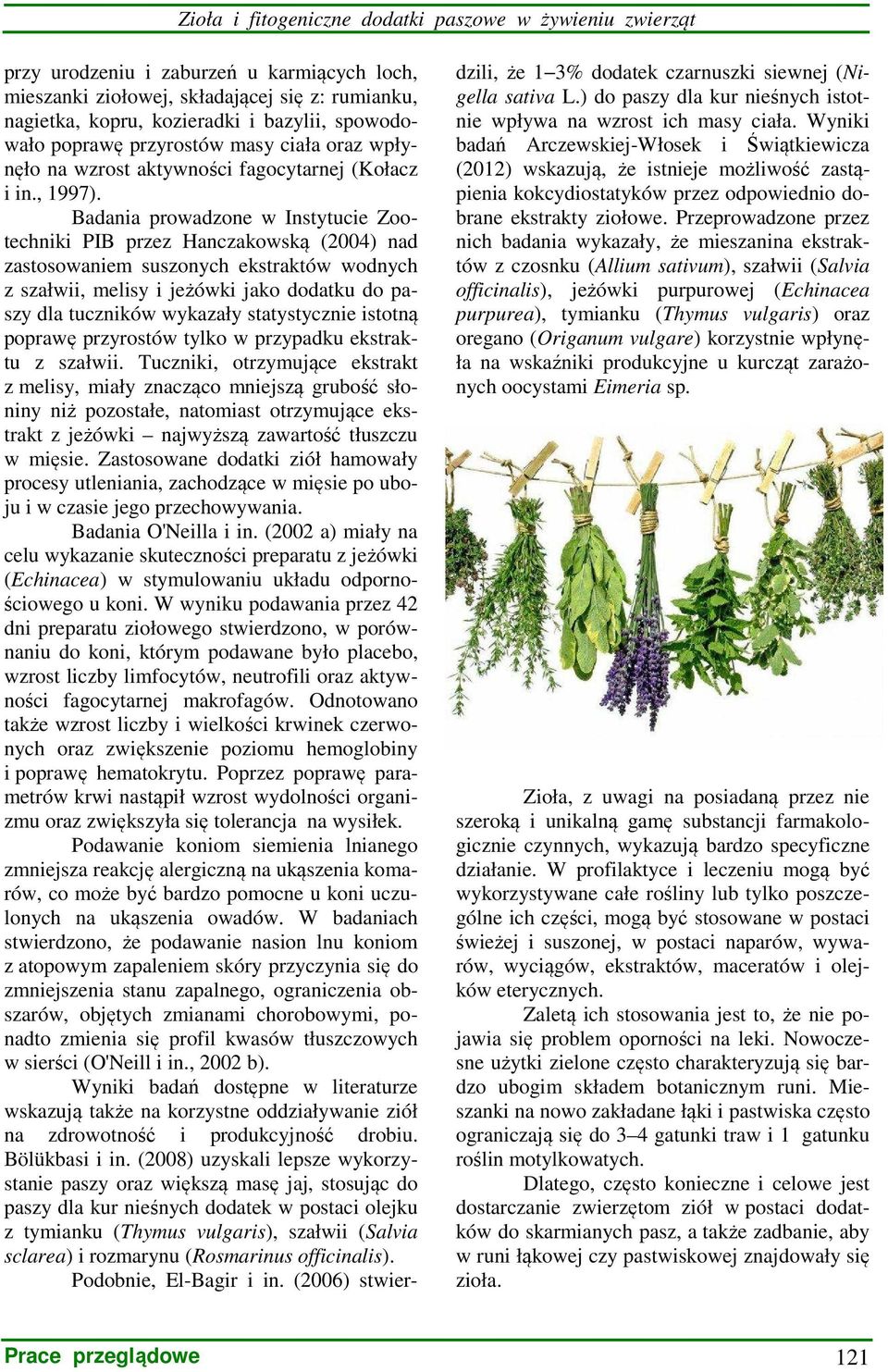 Badania prowadzone w Instytucie Zootechniki PIB przez Hanczakowską (2004) nad zastosowaniem suszonych ekstraktów wodnych z szałwii, melisy i jeżówki jako dodatku do paszy dla tuczników wykazały