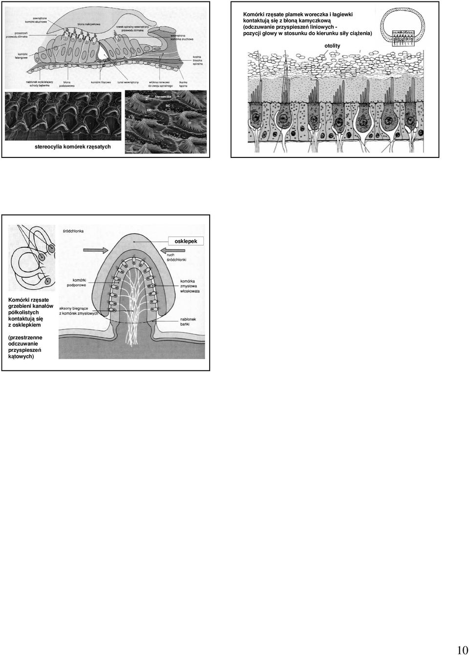 ciąŝenia) otolity stereocylia komórek rzęsatych osklepek Komórki rzęsate grzebieni