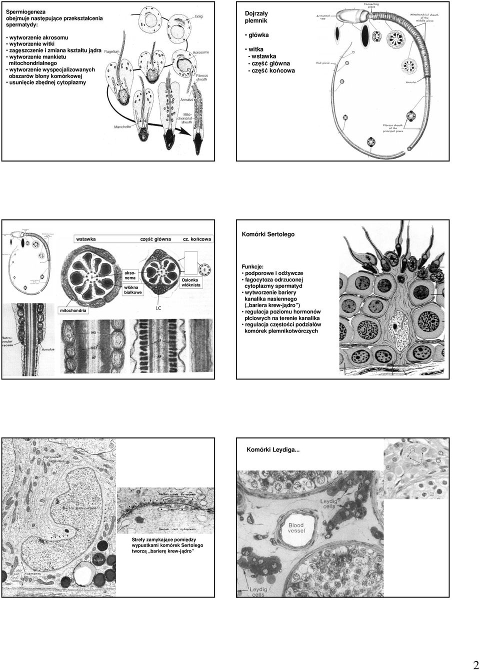 cz. końcowa Osłonka włóknista mitochondria Komórki Sertolego Funkcje: podporowe i odŝywcze fagocytoza odrzuconej cytoplazmy spermatyd wytworzenie bariery kanalika nasiennego ( bariera krew-jądro )