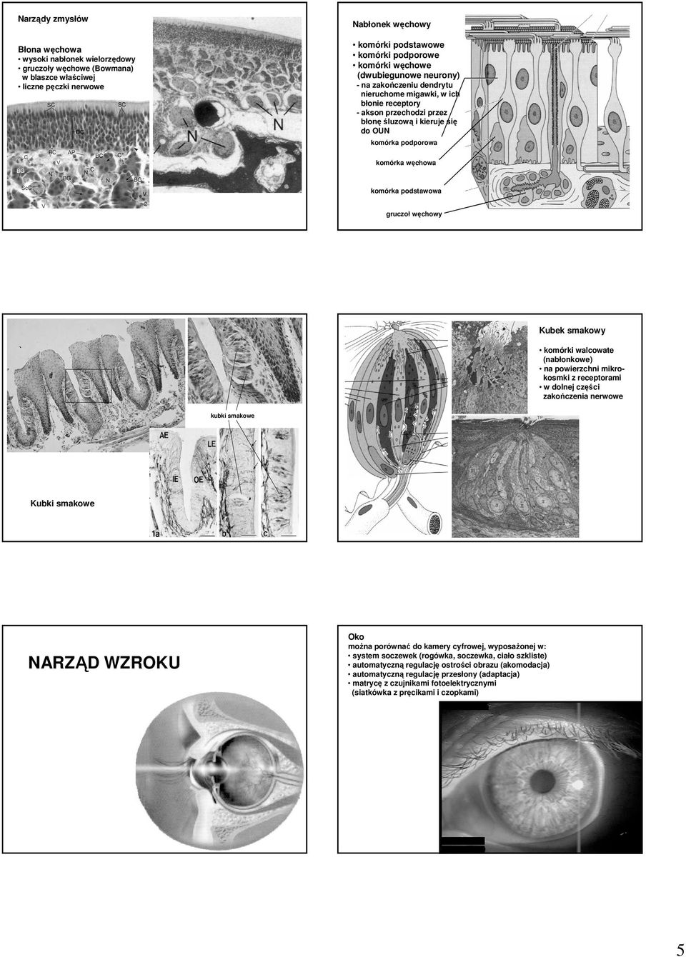 podstawowa gruczoł węchowy Kubek smakowy komórki walcowate (nabłonkowe) na powierzchni mikrokosmki z receptorami w dolnej części zakończenia nerwowe kubki smakowe Kubki smakowe NARZĄD WZROKU Oko