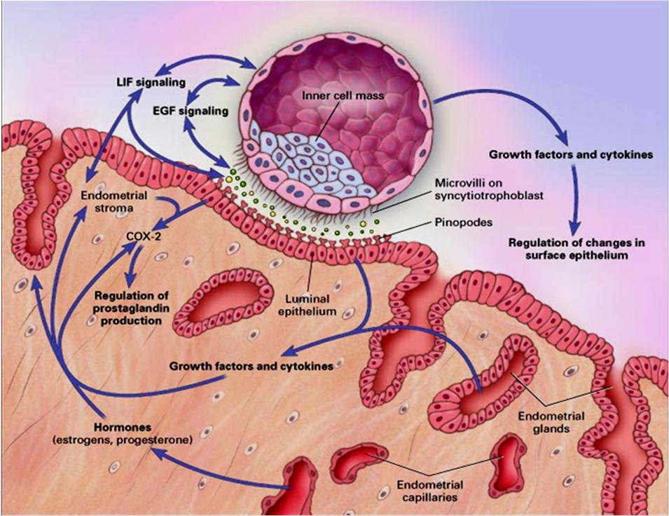 endometrium Palczaste wypustki syncytiotrofolastu produkują enzymy