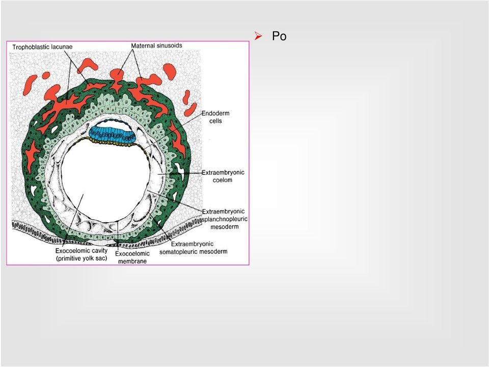 trofoblastem i owodnią oraz zewnątrzzarodkowa jamą ciała Pozazarodkowa mezoderma ścienna