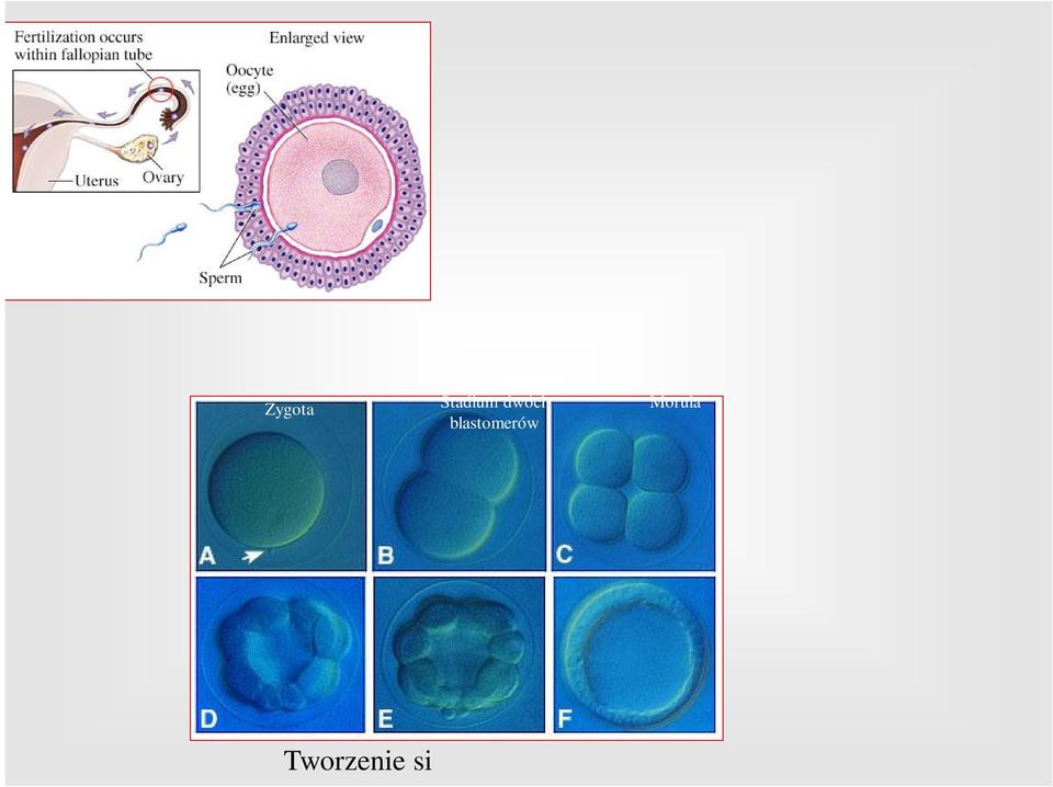 (ok.. 4 dzień) płyn maciczny przez osłonkę przejrzystą - jama \ blastocysty i separacja komórek: trofoblast cienka