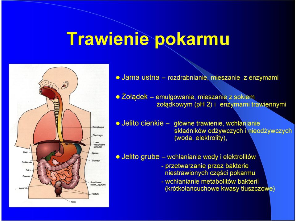 odżywczych i nieodżywczych (woda, elektrolity), Jelito grube wchłanianie wody i elektrolitów -