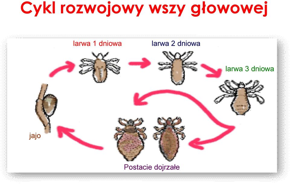 larwa 2 dniowa larwa 3