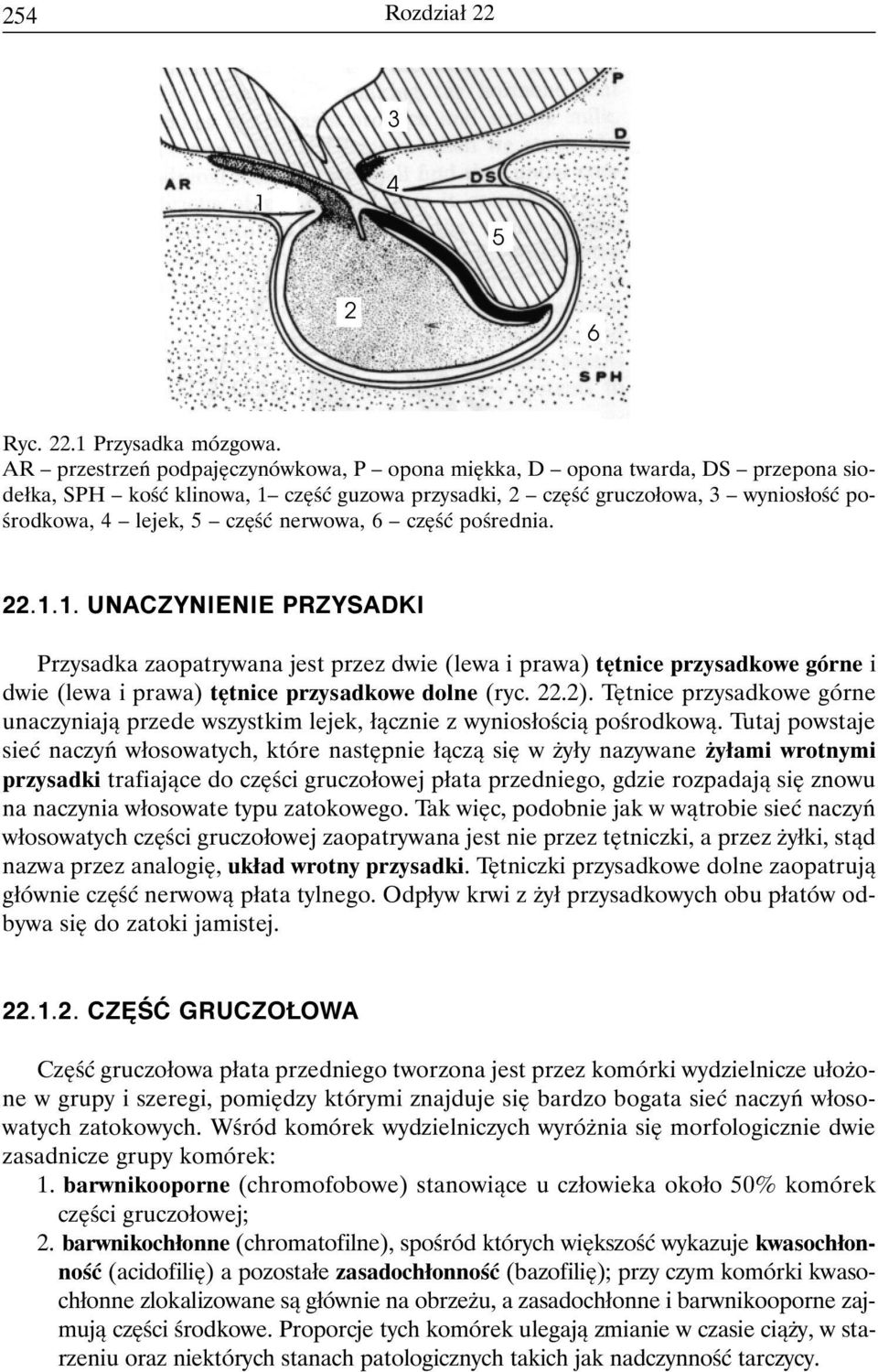 nerwowa, 6 część pośrednia. 22.1.1. UNACZYNIENIE PRZYSADKI Przysadka zaopatrywana jest przez dwie (lewa i prawa) tętnice przysadkowe górne i dwie (lewa i prawa) tętnice przysadkowe dolne (ryc. 22.2).