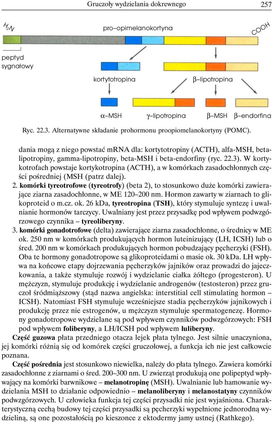 22.3). W kortykotrofach powstaje kortykotropina (ACTH), a w komórkach zasadochłonnych części pośredniej (MSH (patrz dalej). 2.