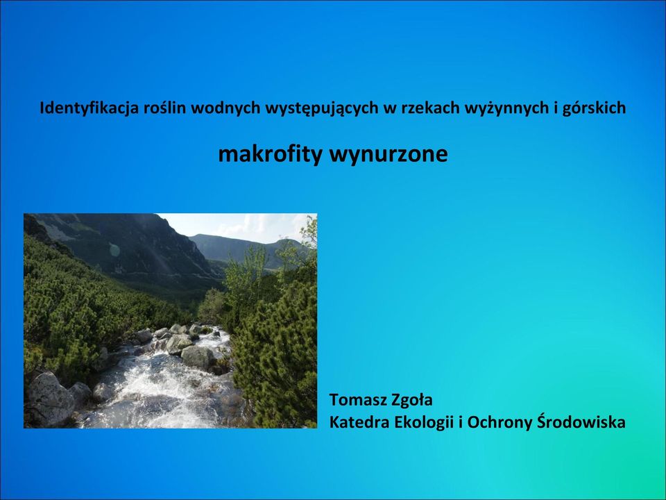 górskich makrofity wynurzone Tomasz