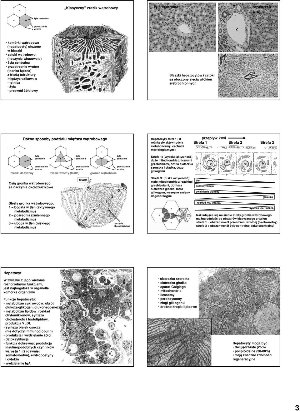 metaboliczn ą i cechami morfologicznymi: żyła centralna zrazik klasyczny przestrzeń wrotna żyła centralna zrazik wrotny (Malla) gronko wątrobowe Strefy gronka wątrobowego: 1 bogata w tlen (aktywnego