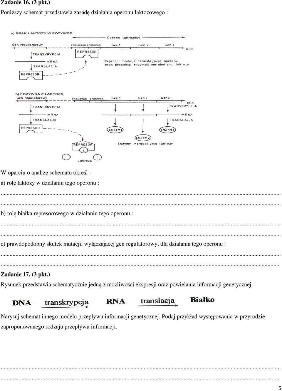 b) rolę białka represorowego w działaniu tego operonu : c) prawdopodobny skutek mutacji, wyłączającej gen regulatorowy, dla działania tego operonu :.