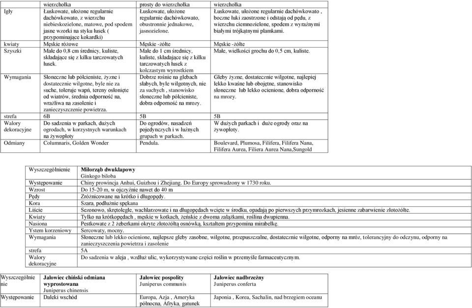 Łuskowate, ułożone regularnie dachówkowato, boczne łuki zaostrzone i odstają od pędu, z wierzchu ciemnozielone, spodem z wyraźnymi białymi trójkątnymi plamkami.