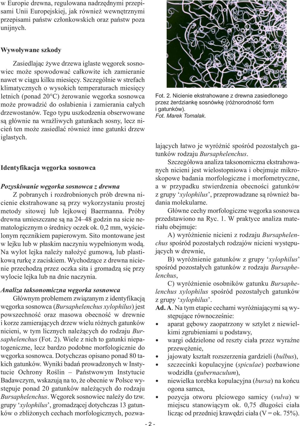 Szczególnie w strefach klimatycznych o wysokich temperaturach miesięcy letnich (ponad 20 C) żerowanie węgorka sosnowca może prowadzić do osłabienia i zamierania całych drzewostanów.