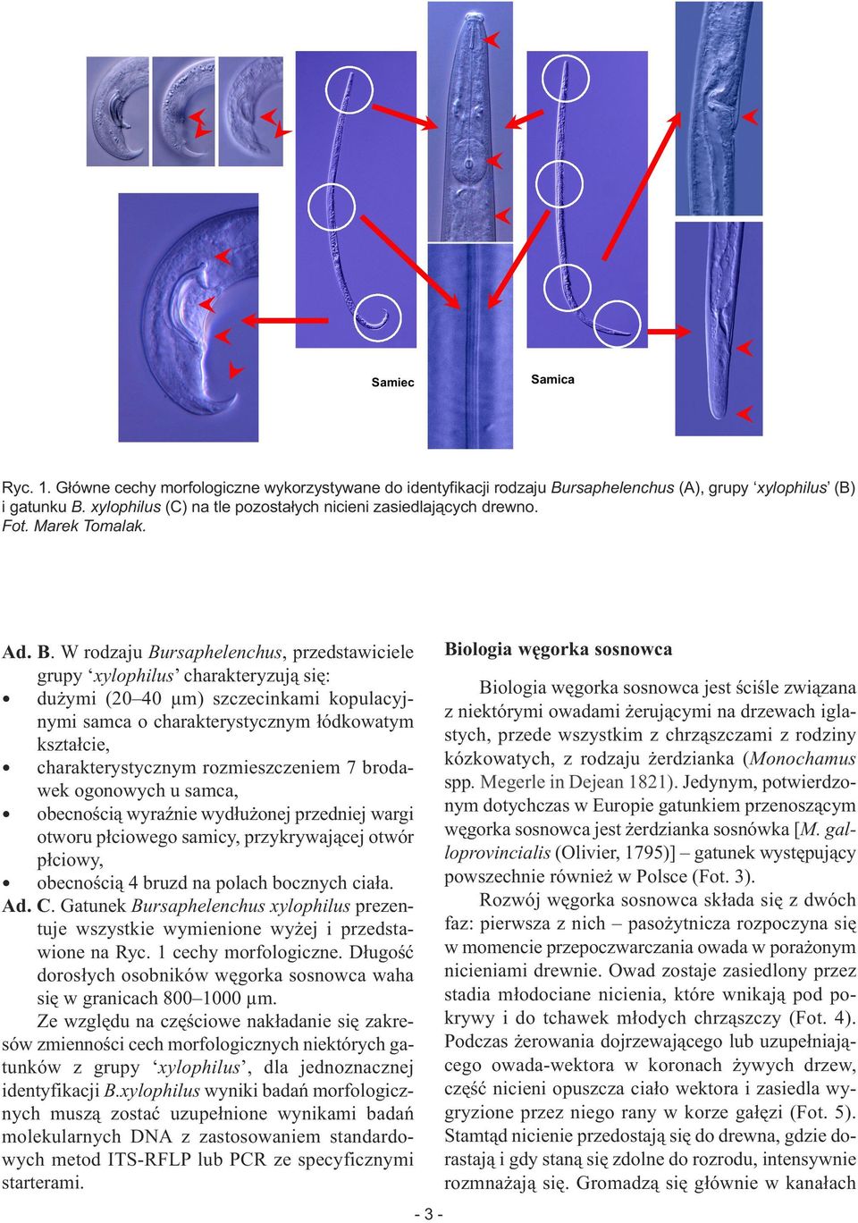 W rodzaju Bursaphelenchus, przedstawiciele grupy xylophilus charakteryzują się: dużymi (20 40 µm) szczecinkami kopulacyjnymi samca o charakterystycznym łódkowatym kształcie, charakterystycznym