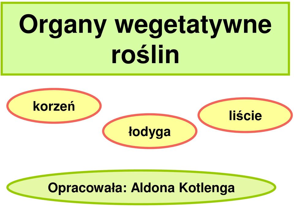 łodyga liście