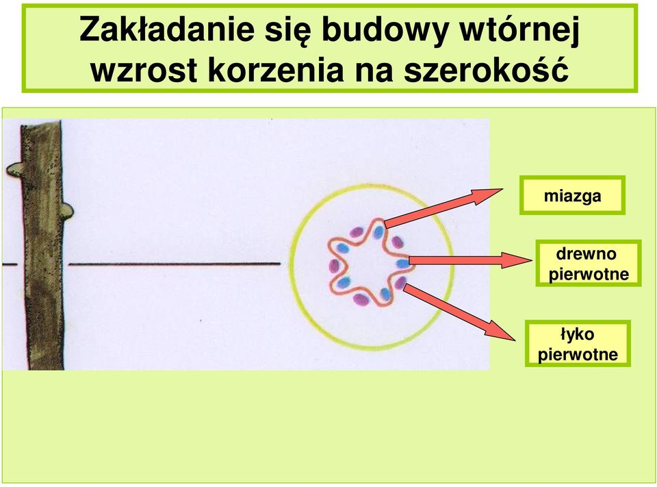 na szerokość miazga