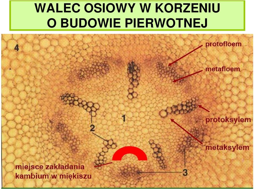 KORZENIU O